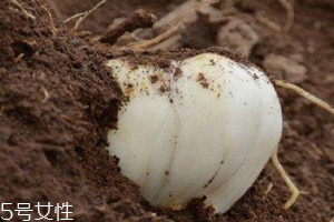 鮮百合為什么會(huì)變紅 采后遇風(fēng)即變化 鮮百合為什么會(huì)變紅 采后遇風(fēng)即變化