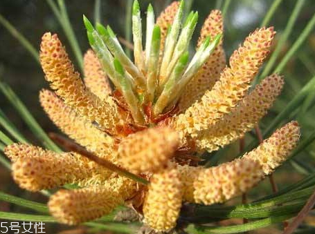 松花粉不能和什么同食 相克食物 松花粉不能和什么同食 相克食物