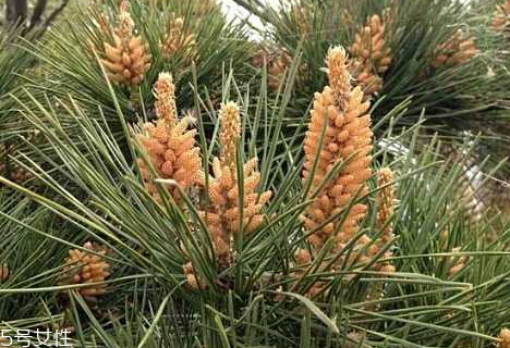 松花粉不破壁可以吃嗎 可以食用 松花粉不破壁可以吃嗎 可以食用