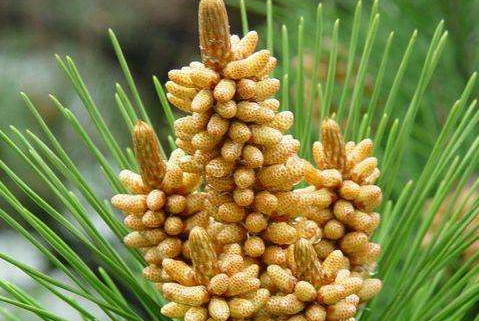 松花粉什么牌子最好 十大品牌排行版 松花粉什么牌子最好 十大品牌排行版