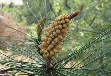 松花粉什么牌子最好 十大品牌排行版 松花粉什么牌子最好 十大品牌排行版