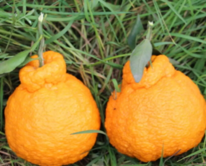 耙耙柑和丑橘的區(qū)別 耙耙柑和丑八怪哪個好吃 耙耙柑和丑橘的區(qū)別 耙耙柑和丑八怪哪個好吃