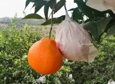 耙耙柑和丑橘的區(qū)別 耙耙柑和丑八怪哪個好吃 耙耙柑和丑橘的區(qū)別 耙耙柑和丑八怪哪個好吃