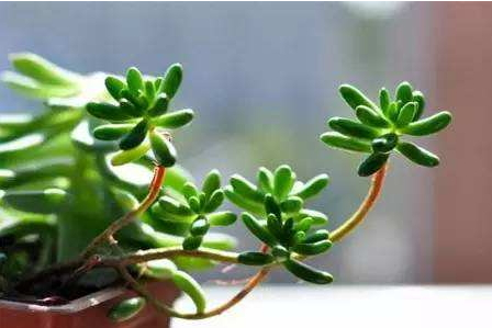 葡萄酒可以澆花嗎 哪些酒可以用來澆花 葡萄酒可以澆花嗎 哪些酒可以用來澆花