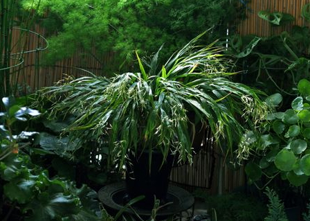 葡萄酒可以澆花嗎 哪些酒可以用來澆花 葡萄酒可以澆花嗎 哪些酒可以用來澆花