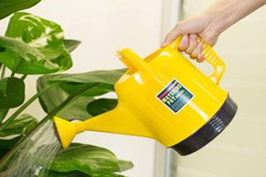 葡萄酒可以澆花嗎 哪些酒可以用來澆花 葡萄酒可以澆花嗎 哪些酒可以用來澆花