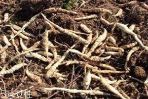 地藕多少錢一斤 地藕什么時(shí)候成熟 地藕多少錢一斤 地藕什么時(shí)候成熟