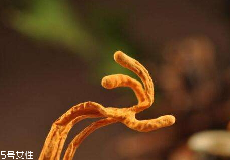 蟲草花什么顏色最好 蟲草花是黃的好還是淡的好 蟲草花什么顏色最好 蟲草花是黃的好還是淡的好