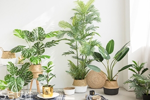 龜背竹的養(yǎng)殖方法和注意事項(xiàng) 龜背竹的養(yǎng)殖方法和注意事項(xiàng)