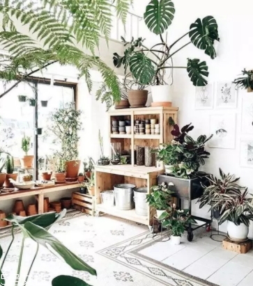 龜背竹的養(yǎng)殖方法和注意事項(xiàng) 龜背竹的養(yǎng)殖方法和注意事項(xiàng)