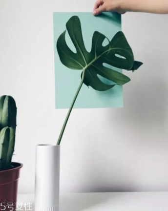 龜背竹的養(yǎng)殖方法和注意事項(xiàng) 龜背竹的養(yǎng)殖方法和注意事項(xiàng)