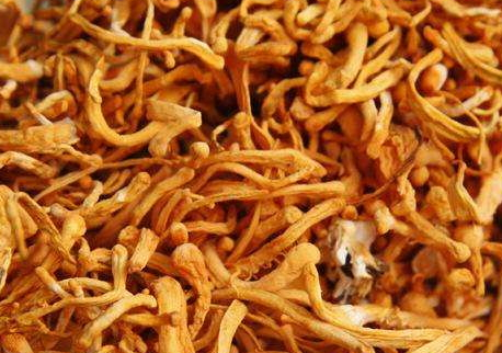 蟲草花為什么那么黃 蟲草花發(fā)黃能吃嗎 蟲草花為什么那么黃 蟲草花發(fā)黃能吃嗎