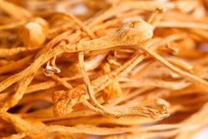 蟲草花為什么那么黃 蟲草花發(fā)黃能吃嗎 蟲草花為什么那么黃 蟲草花發(fā)黃能吃嗎