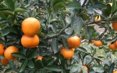 沃柑和茂谷柑哪個(gè)好吃？沃柑和茂谷柑的區(qū)別