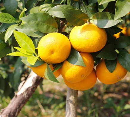 沃柑和茂谷柑哪個(gè)好吃？沃柑和茂谷柑的區(qū)別