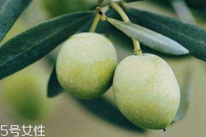 橄欖果怎么吃 橄欖果的四大吃法 橄欖果怎么吃 橄欖果的四大吃法