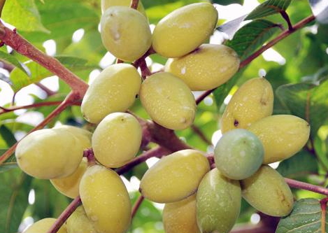 橄欖吃多了會怎么樣 橄欖一次吃幾個 橄欖吃多了會怎么樣 橄欖一次吃幾個