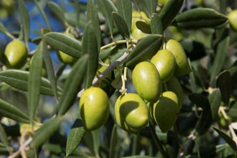 橄欖吃多了會怎么樣 橄欖一次吃幾個 橄欖吃多了會怎么樣 橄欖一次吃幾個