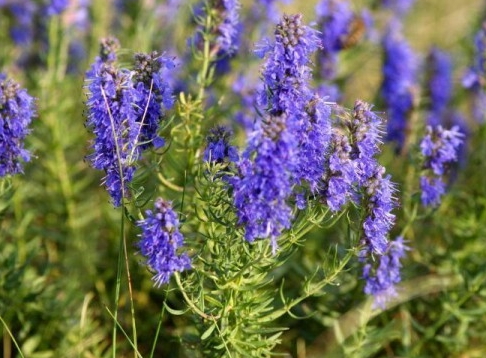 牛膝草精油的功效 牛膝草精油的使用方法 牛膝草精油的功效 牛膝草精油的使用方法