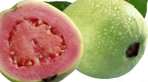 紅心芭樂(lè)的功效與作用 紅心芭樂(lè)的營(yíng)養(yǎng) 紅心芭樂(lè)的功效與作用 紅心芭樂(lè)的營(yíng)養(yǎng)