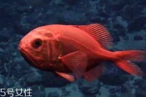 長(zhǎng)壽魚好吃嗎 吃長(zhǎng)壽魚的好處 長(zhǎng)壽魚好吃嗎 吃長(zhǎng)壽魚的好處