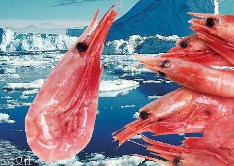 北極蝦怎么保存 北極蝦的解凍方法 北極蝦怎么保存 北極蝦的解凍方法