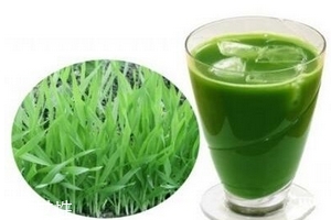 大麥若葉青汁是寒性的嗎？