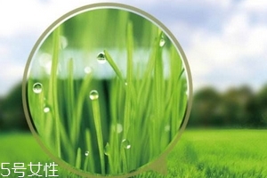 大麥若葉青汁會(huì)過敏嗎？