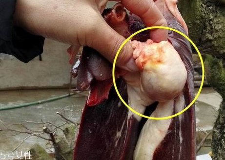 豬砂是什么東西 豬砂怎么保存 豬砂是什么東西 豬砂怎么保存