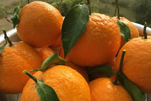 青見柑橘上火嗎？青見柑橘一天吃幾個好