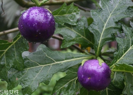 紫番茄是轉基因的嗎 紫番茄是怎么來的 紫番茄是轉基因的嗎 紫番茄是怎么來的