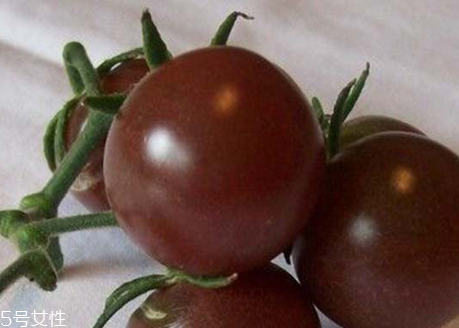 紫番茄是轉基因的嗎 紫番茄是怎么來的 紫番茄是轉基因的嗎 紫番茄是怎么來的