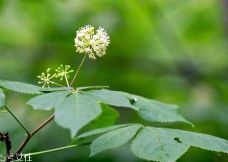 刺五加不能和什么一起吃 刺五加和什么相克 刺五加不能和什么一起吃 刺五加和什么相克