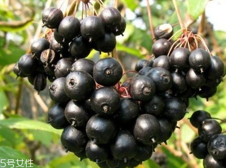 刺五加什么時(shí)候吃 刺五加片睡前多長時(shí)間喝最好 刺五加什么時(shí)候吃 刺五加片睡前多長時(shí)間喝最好