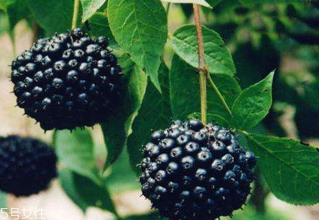 刺五加什么時(shí)候吃 刺五加片睡前多長時(shí)間喝最好 刺五加什么時(shí)候吃 刺五加片睡前多長時(shí)間喝最好