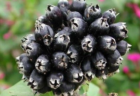 刺五加是涼性的嗎 刺五加是熱性還是涼性 刺五加是涼性的嗎 刺五加是熱性還是涼性