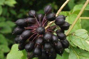 刺五加是涼性的嗎 刺五加是熱性還是涼性 刺五加是涼性的嗎 刺五加是熱性還是涼性