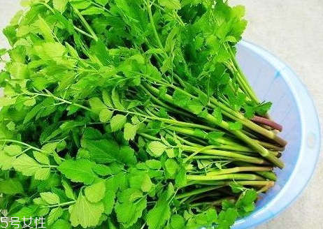 山芹菜怎么吃 山芹菜孕婦可以吃嗎 山芹菜怎么吃 山芹菜孕婦可以吃嗎