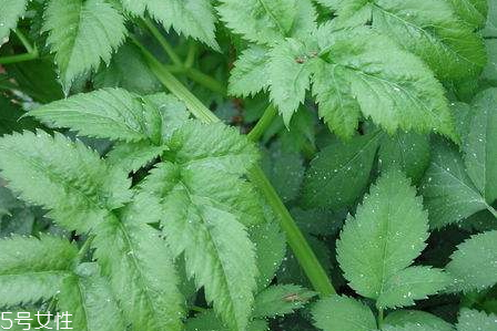 山芹菜怎么吃 山芹菜孕婦可以吃嗎 山芹菜怎么吃 山芹菜孕婦可以吃嗎