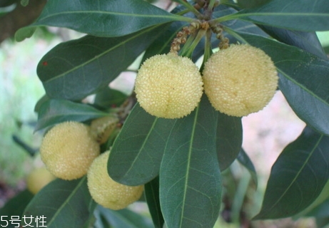 白楊梅好還是紅楊梅好吃？白楊梅和紅楊梅對(duì)比