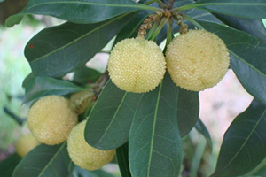 哪里能買(mǎi)到白楊梅？白楊梅上市時(shí)間