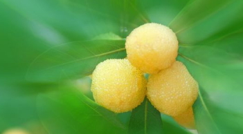 哪里能買(mǎi)到白楊梅？白楊梅上市時(shí)間