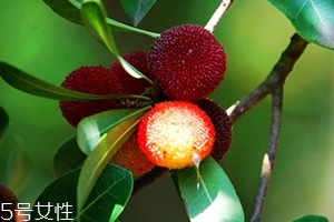 毛楊梅營養(yǎng)功效 楊梅和毛楊梅的區(qū)別 毛楊梅營養(yǎng)功效 楊梅和毛楊梅的區(qū)別