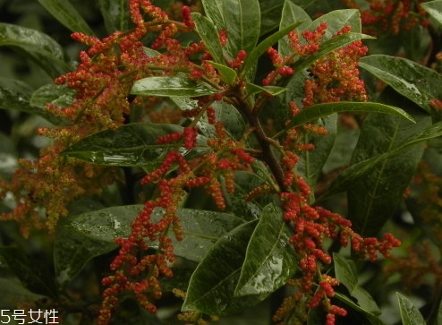 毛楊梅營養(yǎng)功效 楊梅和毛楊梅的區(qū)別 毛楊梅營養(yǎng)功效 楊梅和毛楊梅的區(qū)別