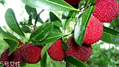 毛楊梅營養(yǎng)功效 楊梅和毛楊梅的區(qū)別 毛楊梅營養(yǎng)功效 楊梅和毛楊梅的區(qū)別