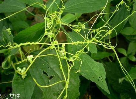 菟絲子多少錢一斤 菟絲子選購技巧 菟絲子多少錢一斤 菟絲子選購技巧
