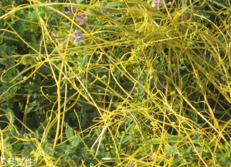 菟絲子多少錢一斤 菟絲子選購技巧 菟絲子多少錢一斤 菟絲子選購技巧