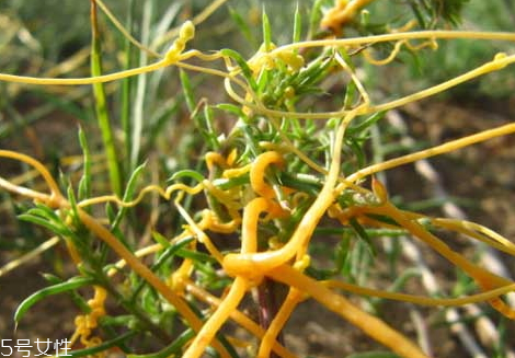 菟絲子可以直接吃嗎 菟絲子哪些人不能吃 菟絲子可以直接吃嗎 菟絲子哪些人不能吃