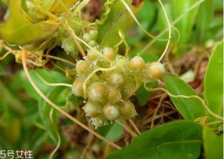 菟絲子可以直接吃嗎 菟絲子哪些人不能吃 菟絲子可以直接吃嗎 菟絲子哪些人不能吃
