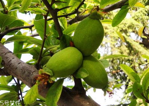 宣木瓜和番木瓜的區(qū)別 宣木瓜是什么木瓜 宣木瓜和番木瓜的區(qū)別 宣木瓜是什么木瓜